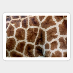 Giraffe Print with Pattern of Giraffe Hide Sticker